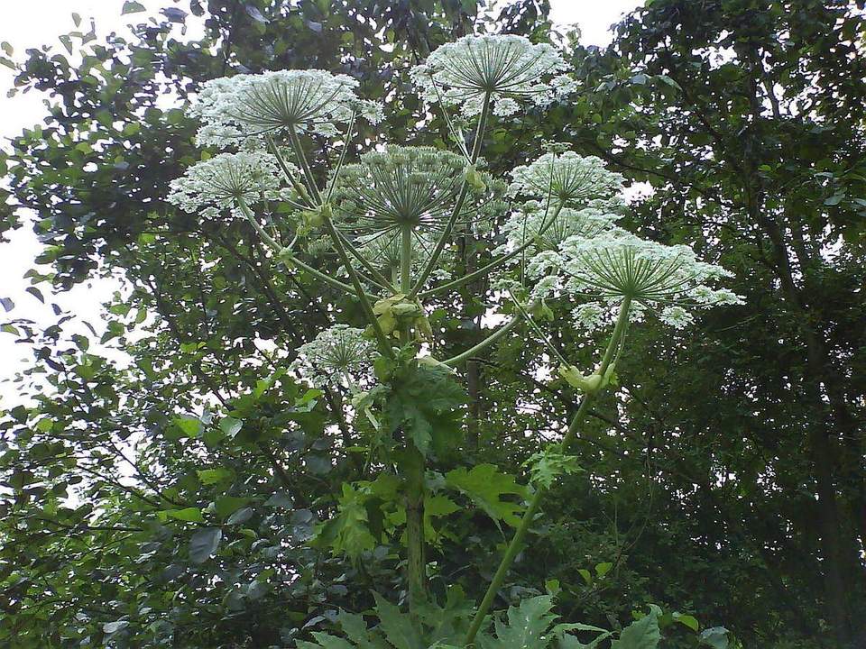 Giant hogweed plant with large white umbrella-shaped flower heads