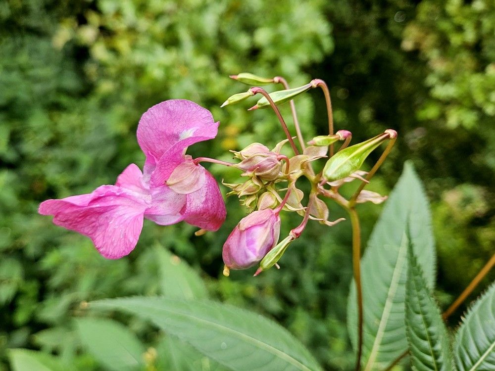 Himalayan balsam with distinctive pink-purple flowers