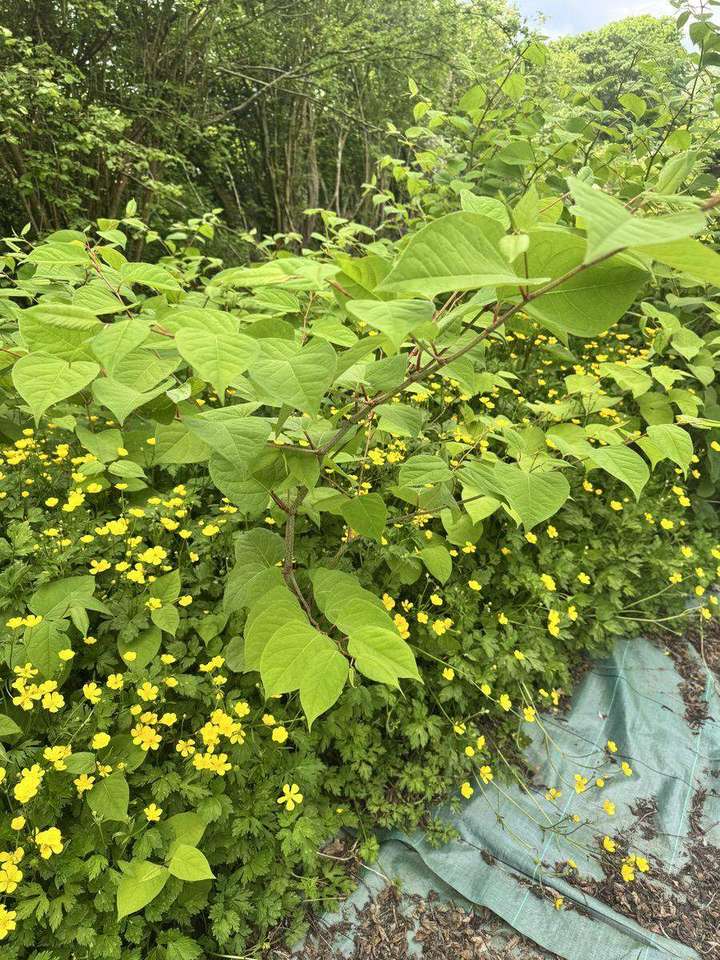 Japanese knotweed growing in the wild — heart-shaped leaves and dense foliage