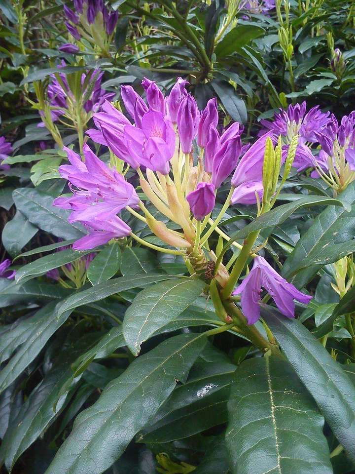 Rhododendron ponticum with purple flowers in woodland